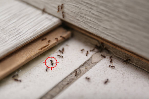 Professional Pest Control in Medford, OR