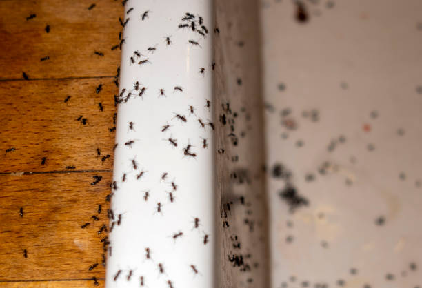 Medford, OR Pest Control Company